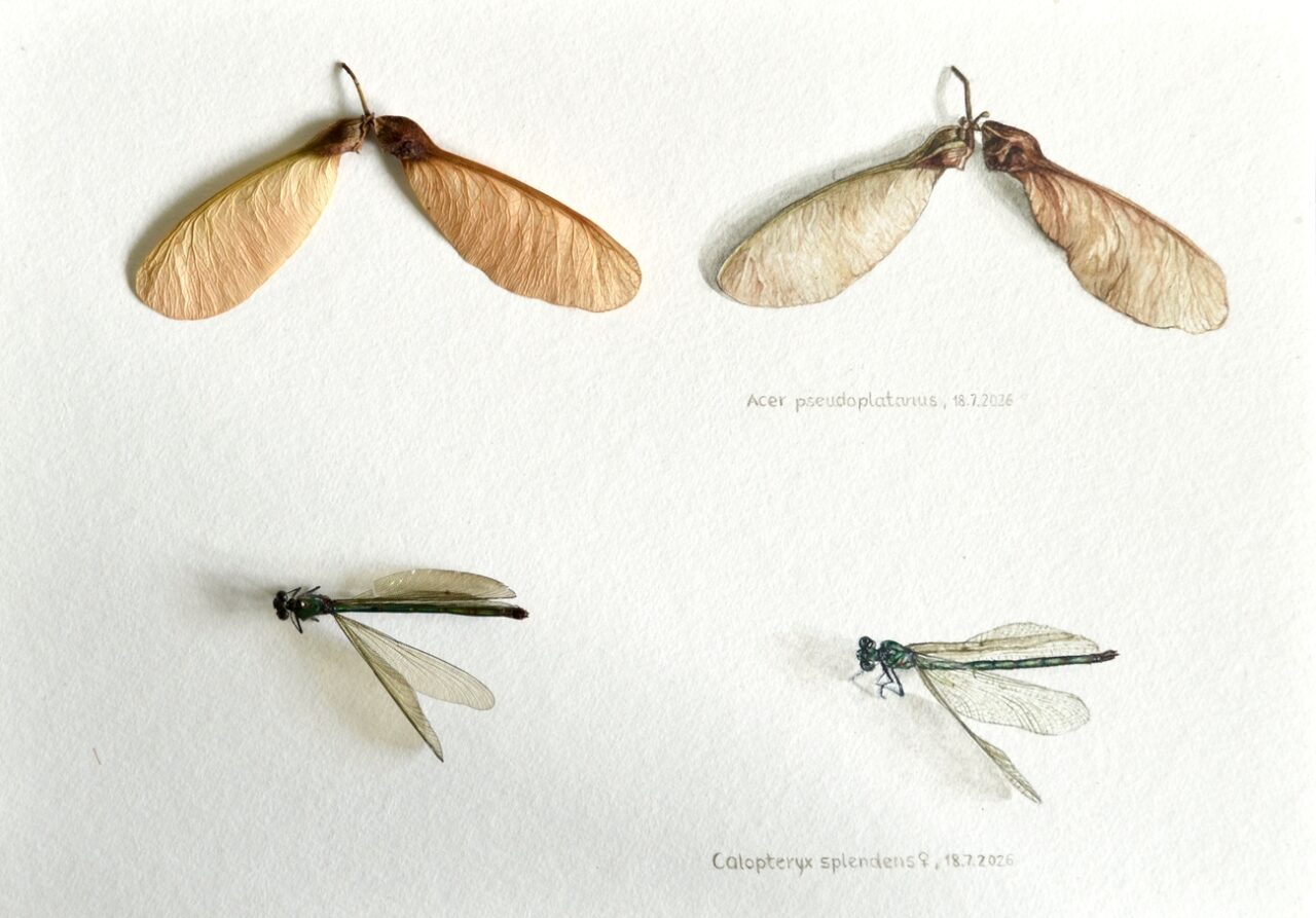 realistic watercolor studies of maple seed and damselfly compared to the original study subjects